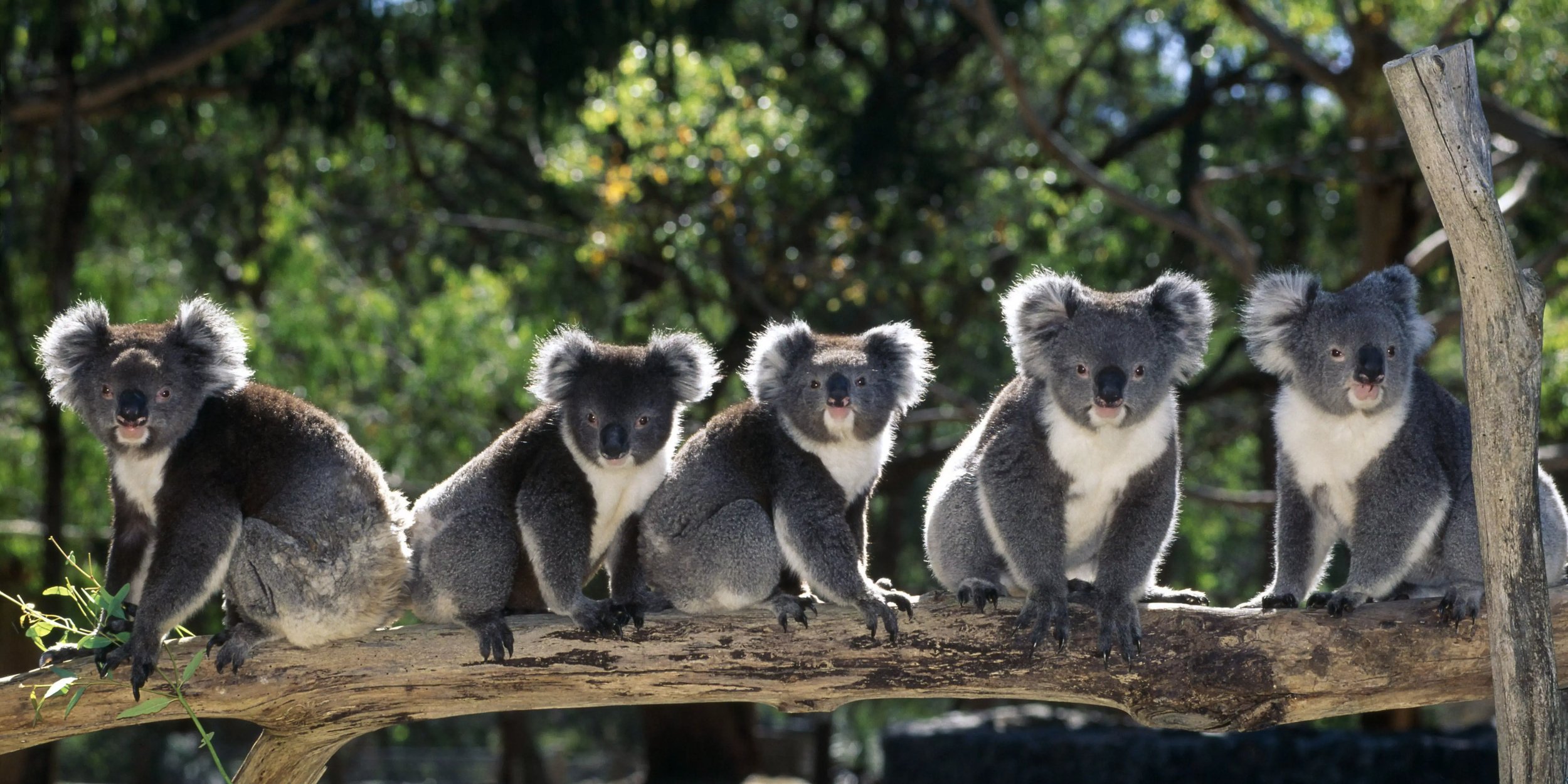 Vier Koalas sitzen nebeneinander auf einem Ast in der Sonne, umgeben von grüner Natur.