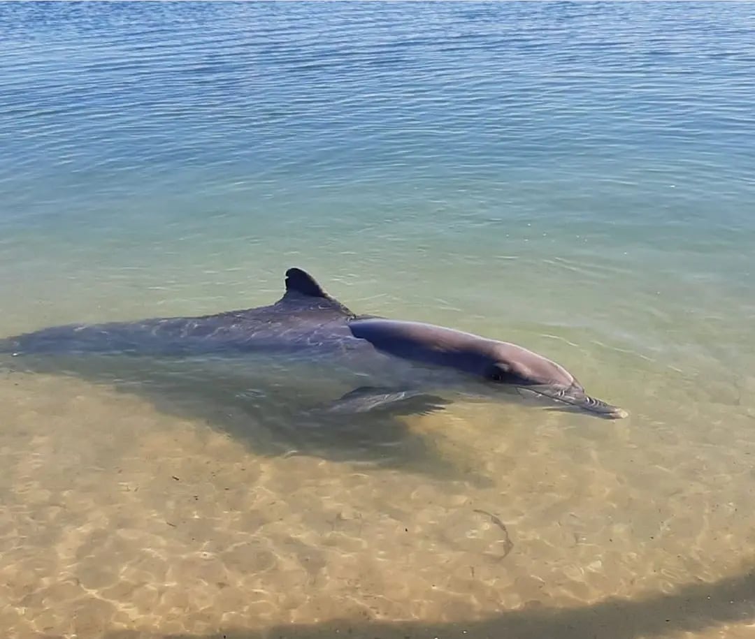 Delphin schwimmt in klarem Wasser nahe Perth, Westaustralien.