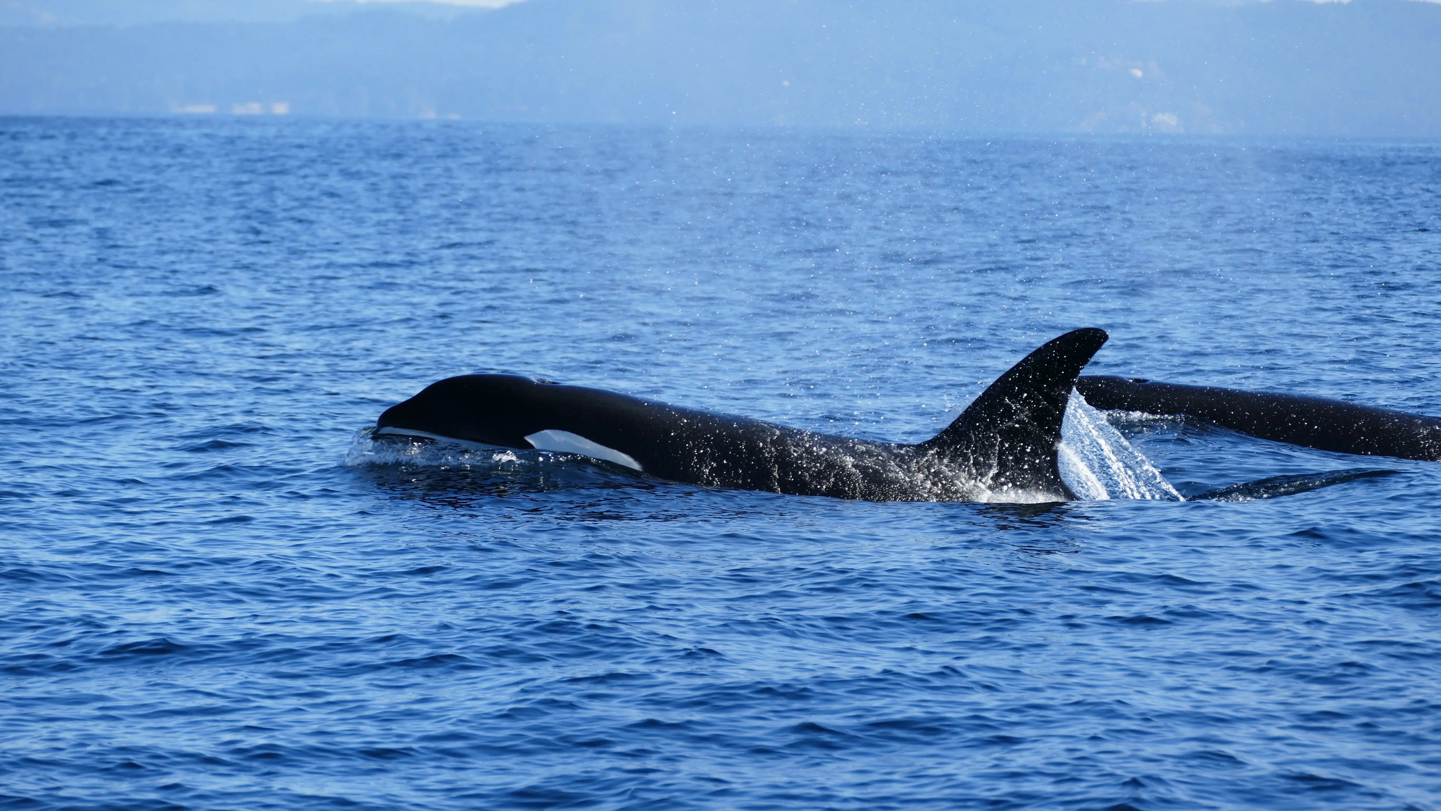 Orcas schwimmen im offenen Meer. 