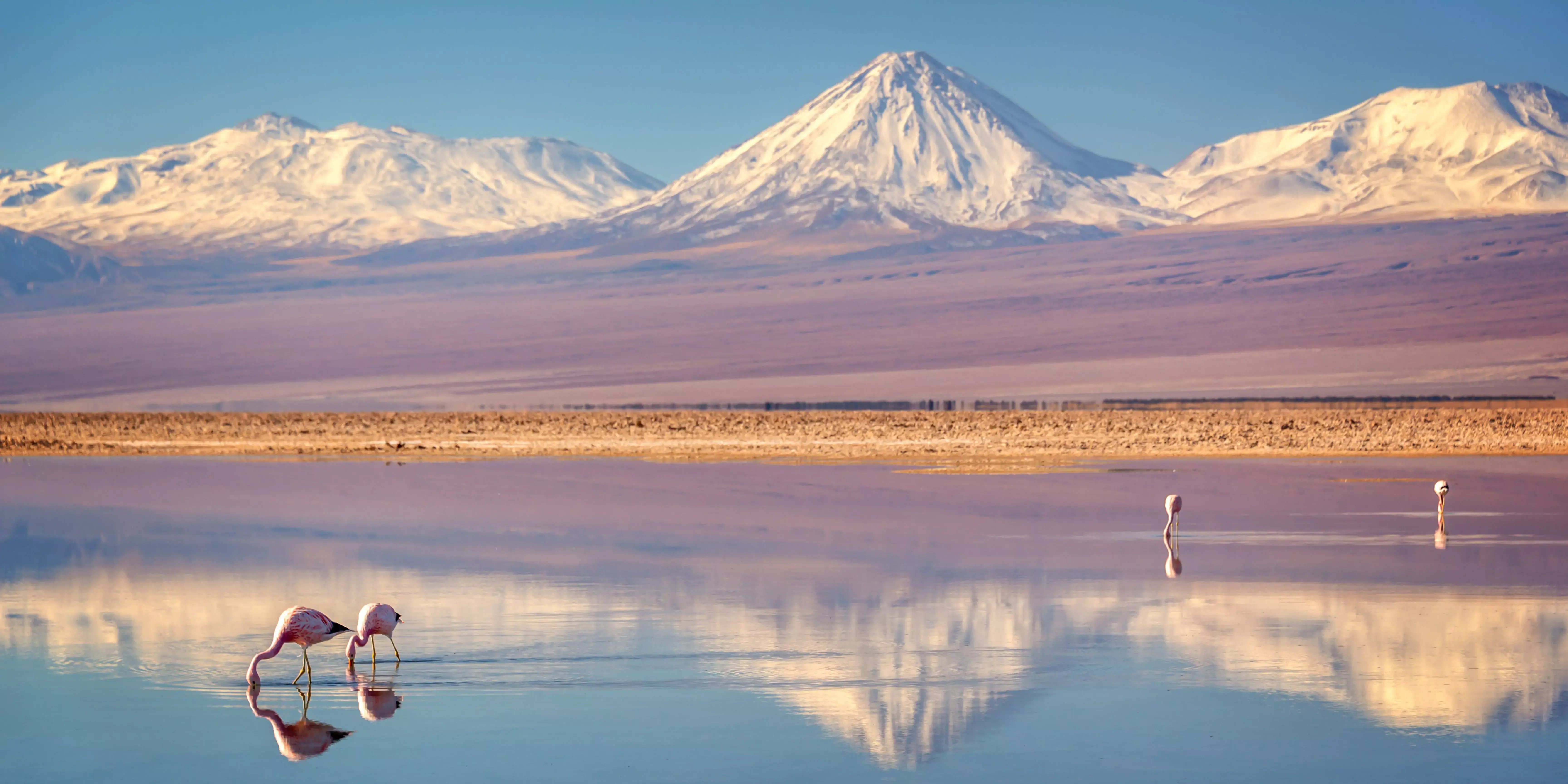 Schneebedeckte Berge und Flamingos an einem See in Südamerika. 